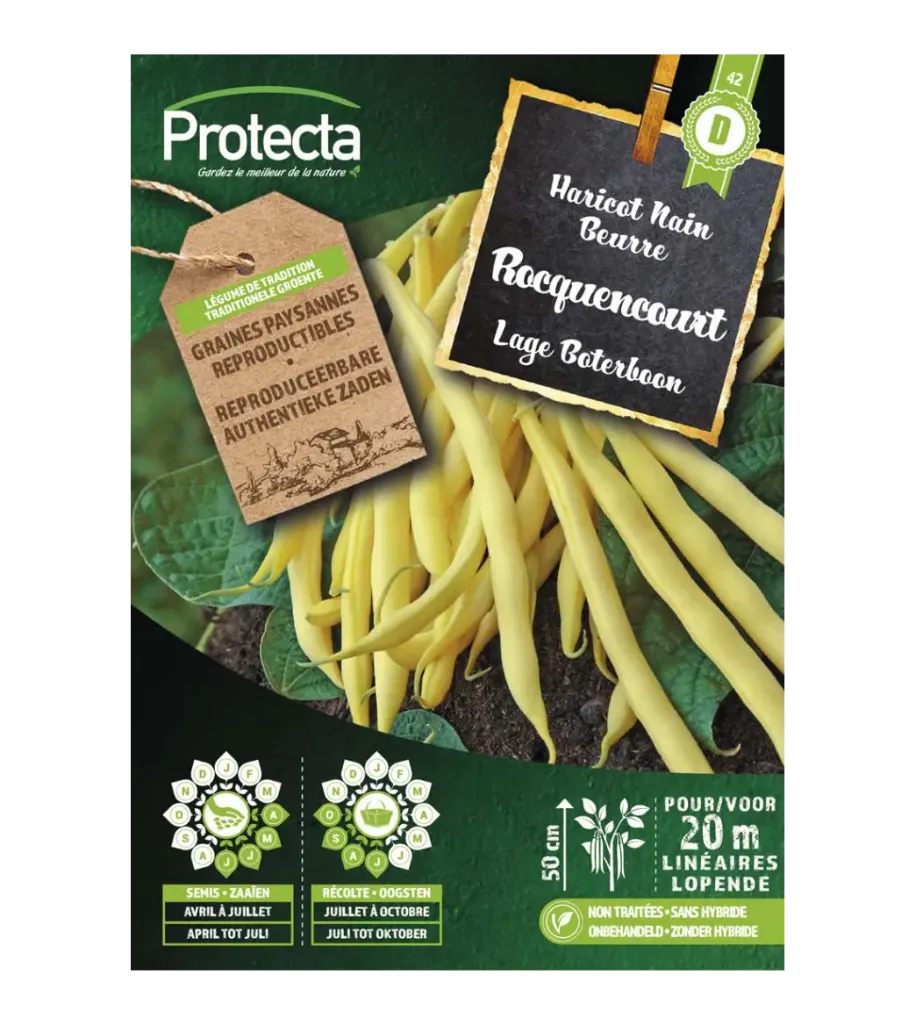 Haricot nain beurre Rocquencourt