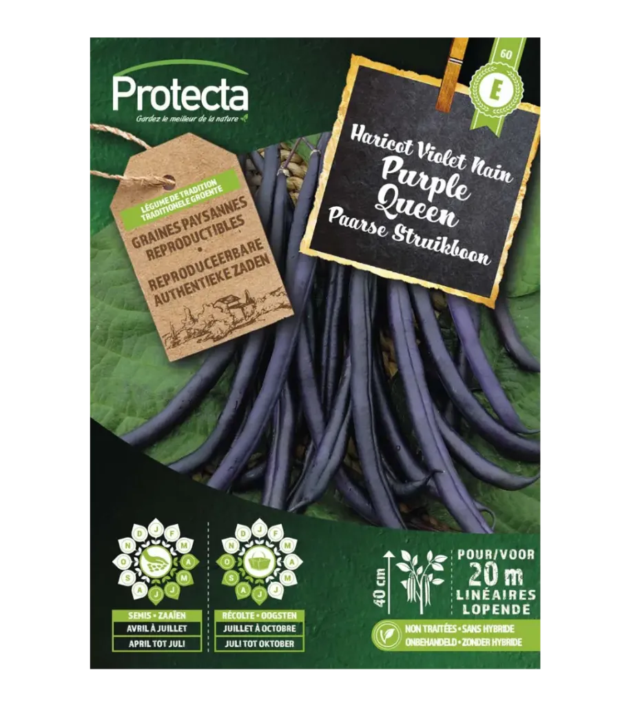 Haricot violet nain Purple Queen