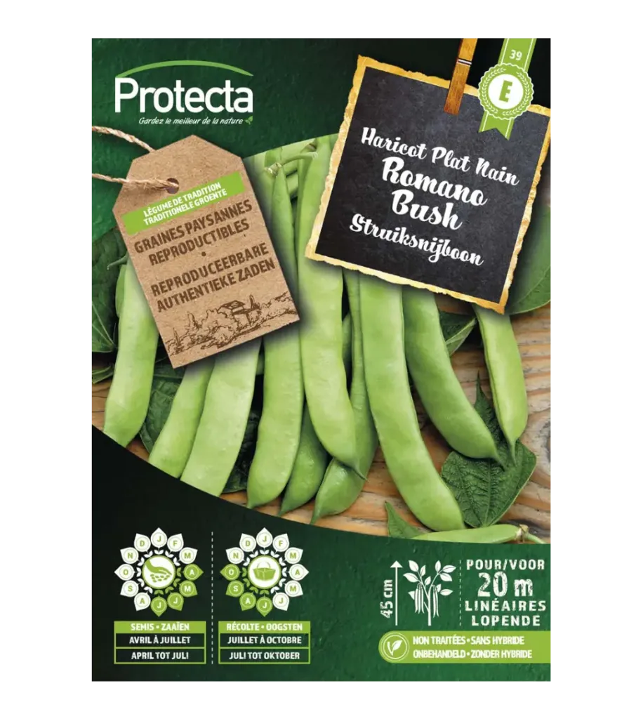Haricot plat nain Romano Bush