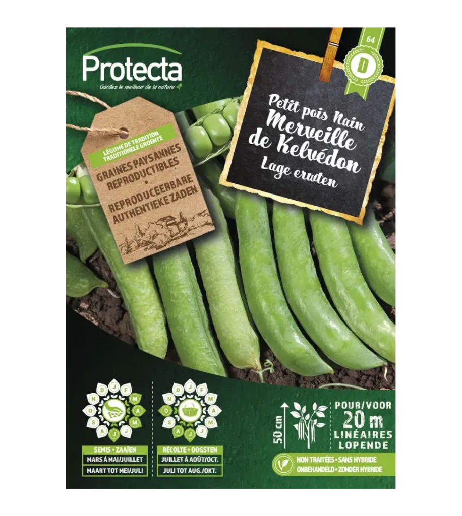 Petit pois nain Merveille de Kelvedon