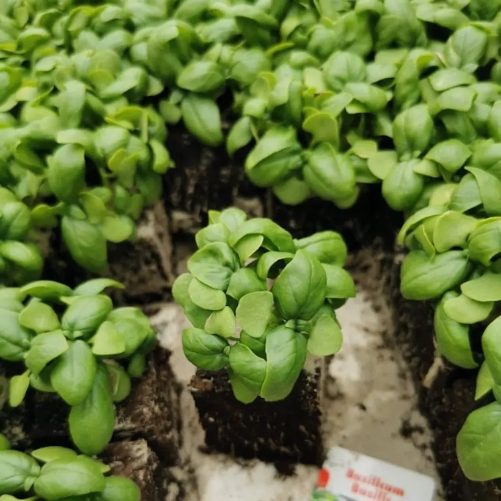 Basilic à repiquer (5pc)