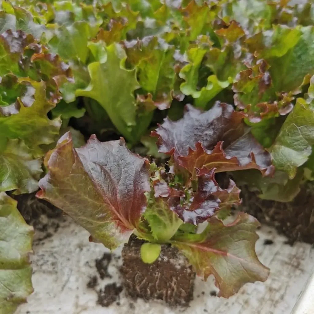 Salade Batavia Rouge à repiquer (5pc)