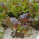 Salade Batavia Rouge à repiquer (5pc)