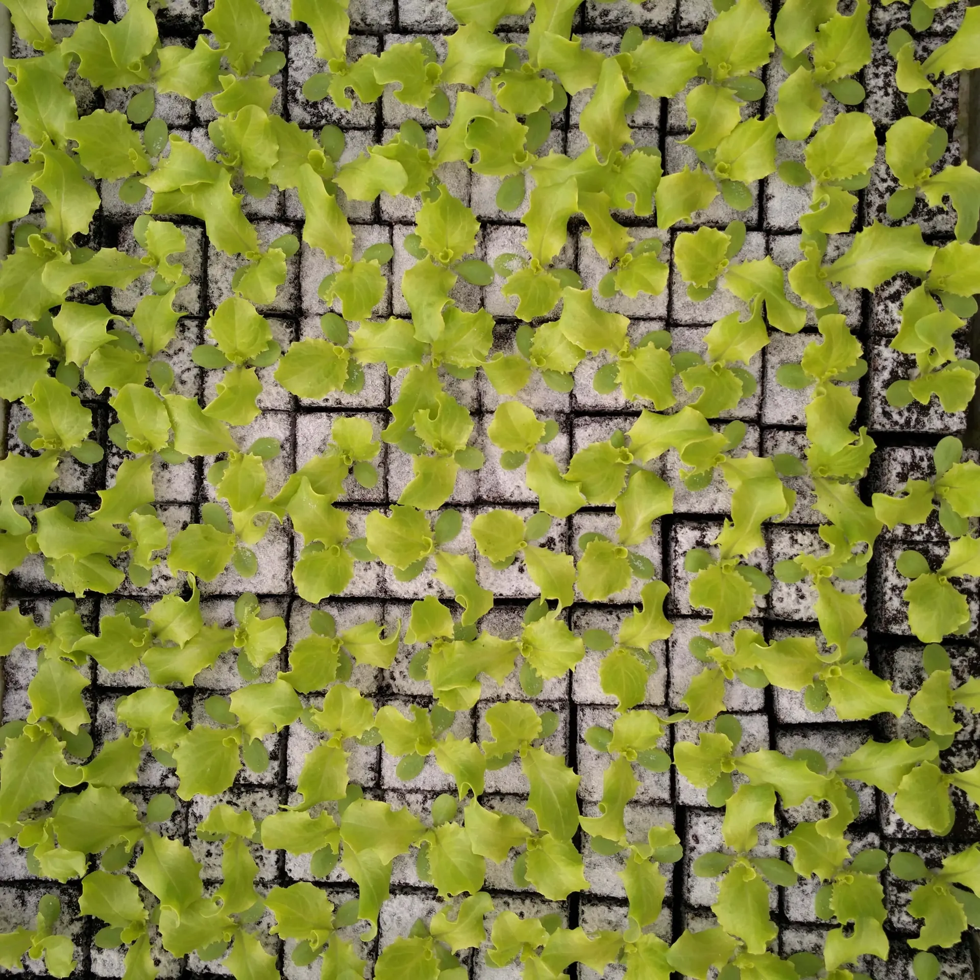 Salade Batavia Verte à repiquer (5pc)