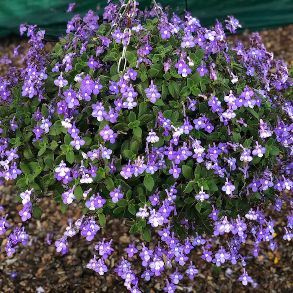Streptocarpus saxorum Purple