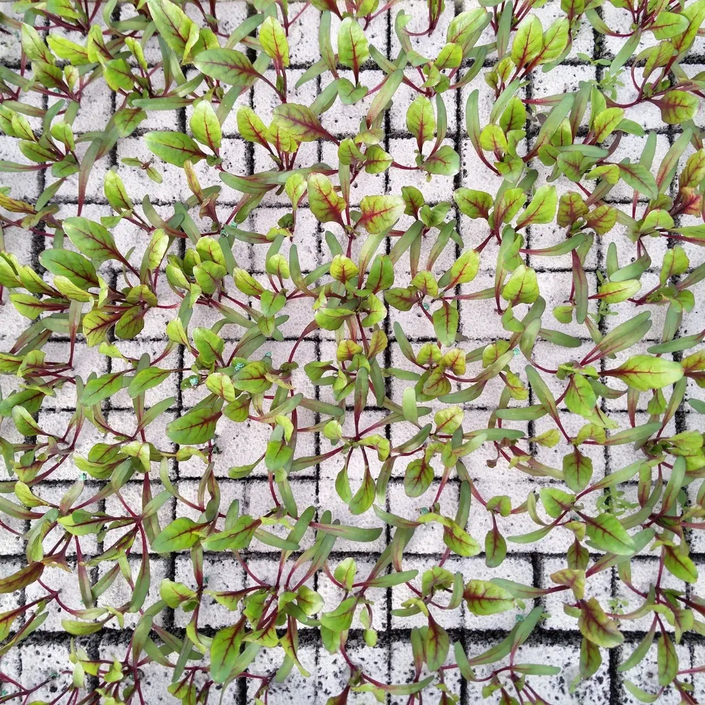 Betterave à repiquer (5pc)