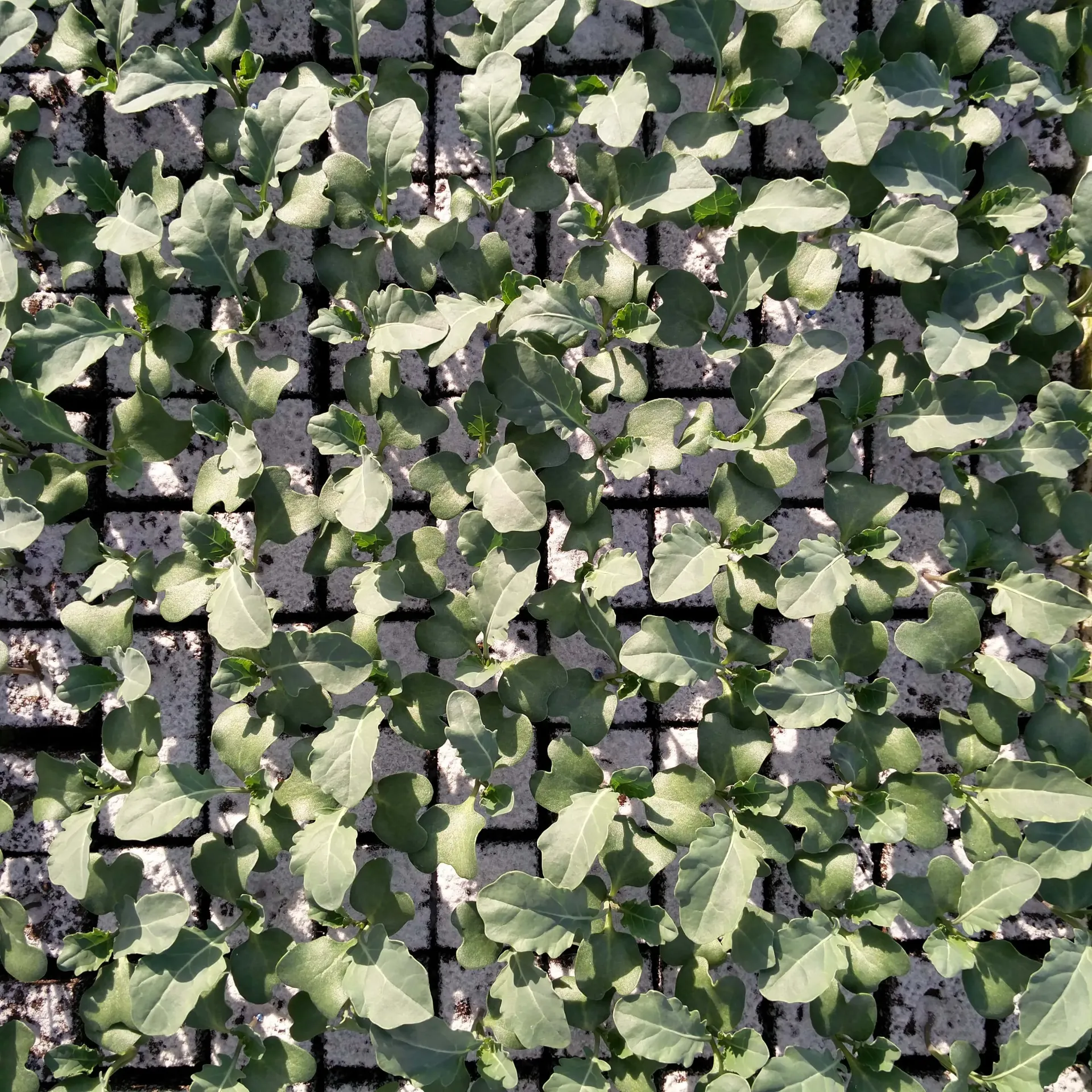 Brocoli à repiquer (5pc)