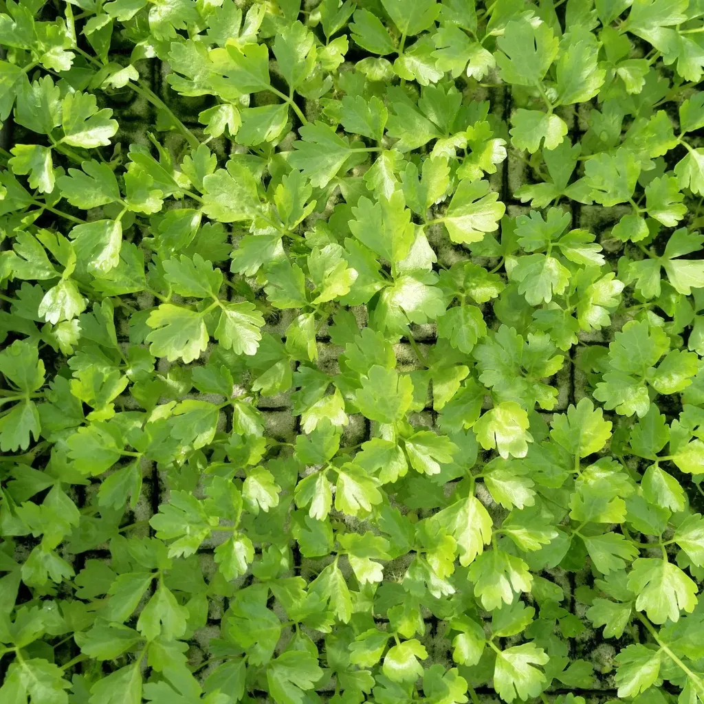 Céleri blanc à repiquer (5pc)