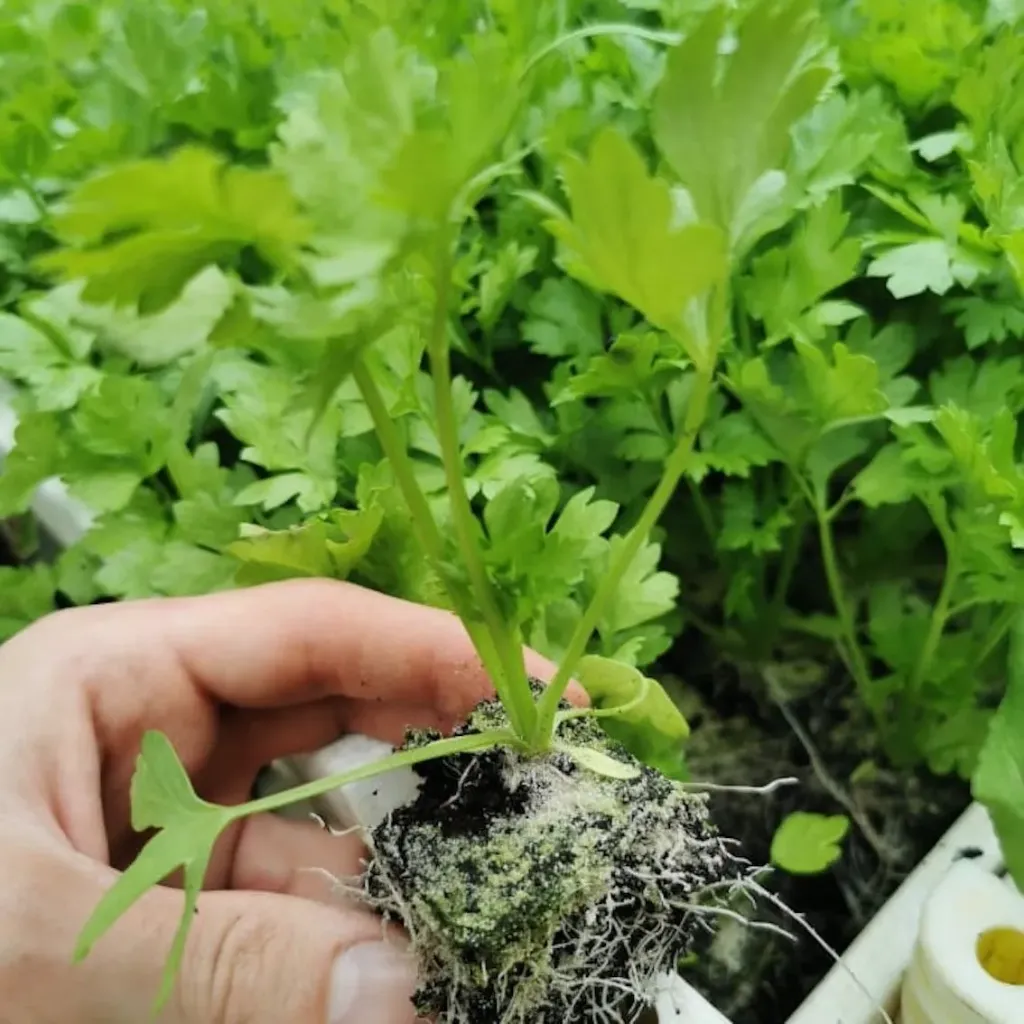 Céleri vert à repiquer (5pc)