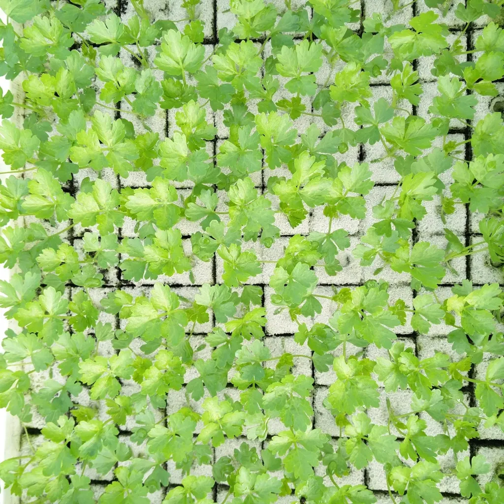 Céleri-rave à repiquer (5pc)