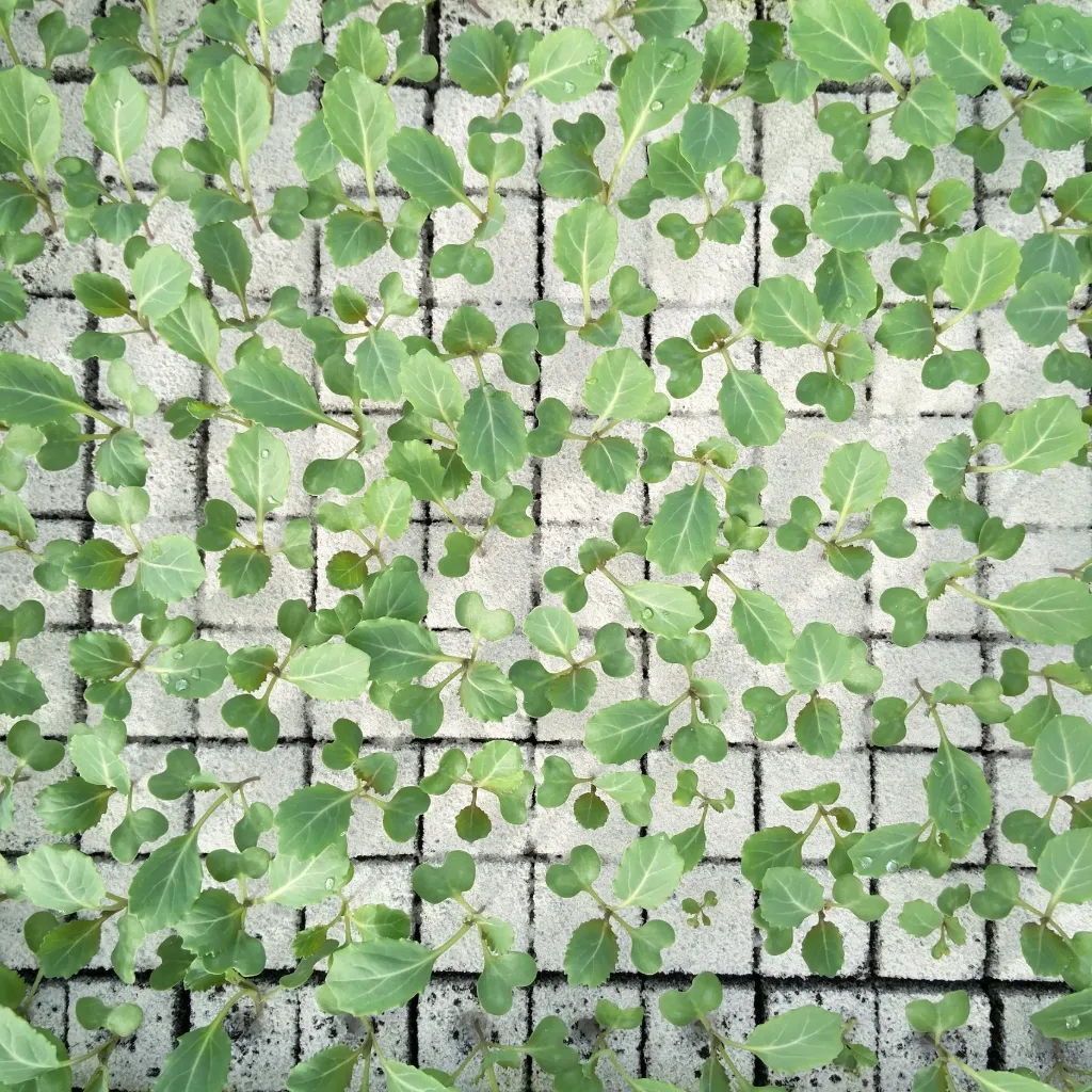 Chou blanc à repiquer (5pc)