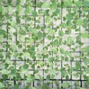 Chou blanc à repiquer (5pc)