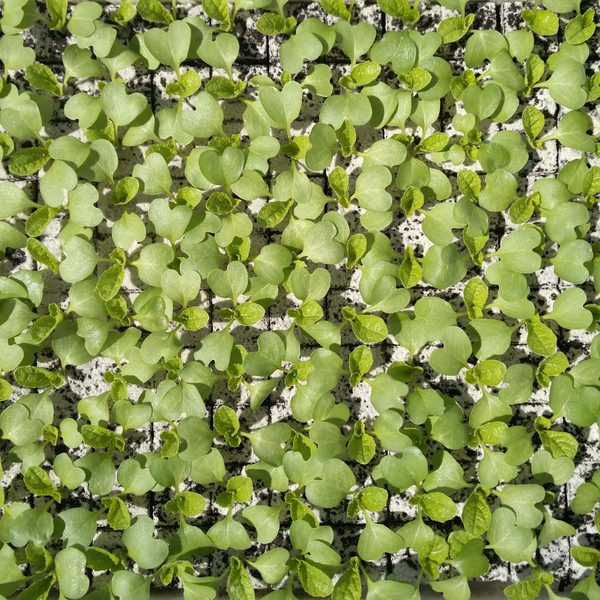 Chou chinois à repiquer (5pc)