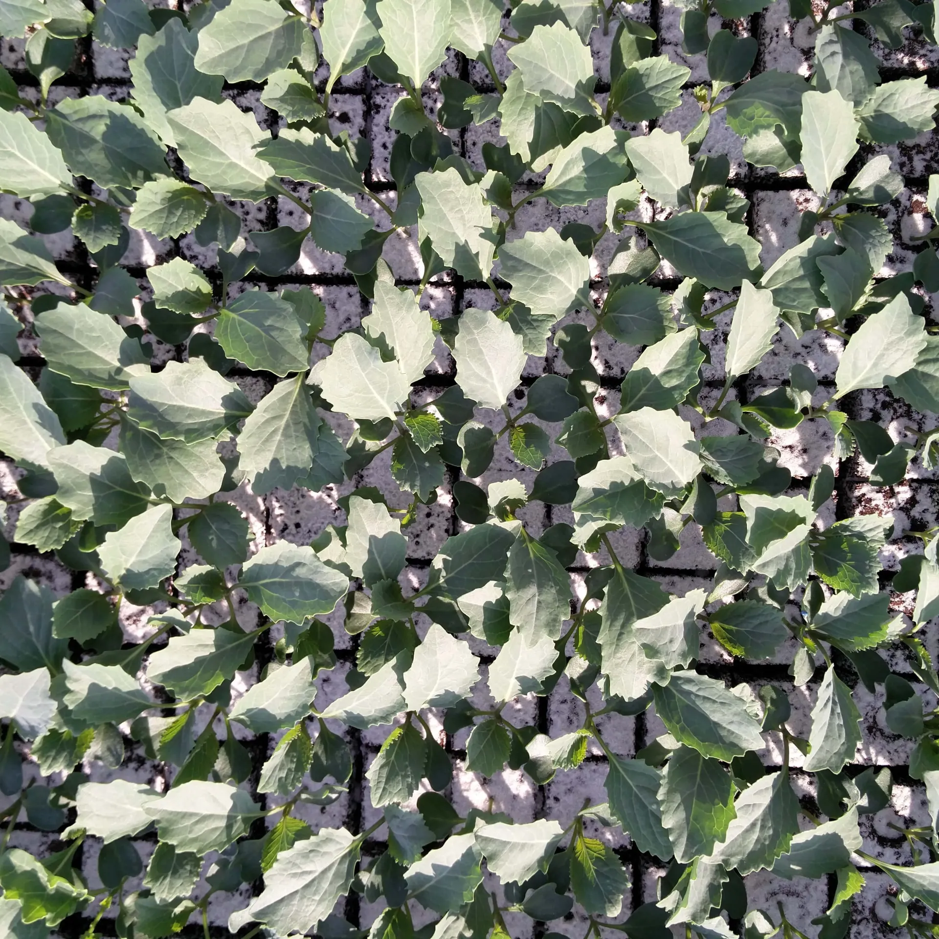 Chou de Milan à repiquer (5pc)