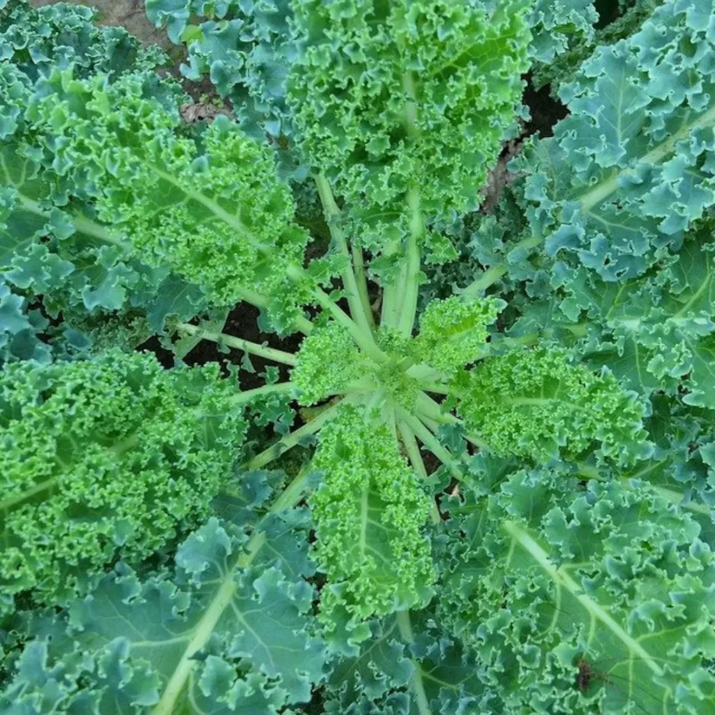 Chou frisé à repiquer (5pc)