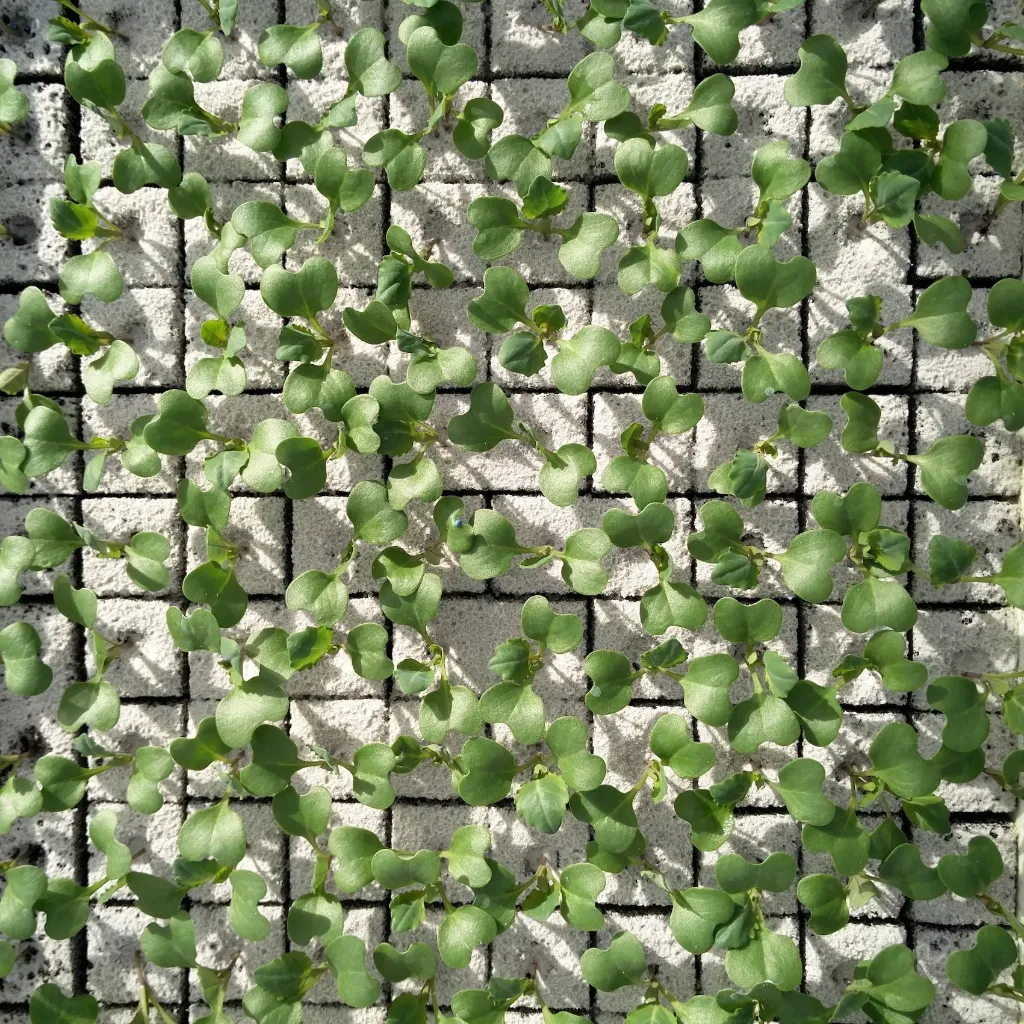 Chou pointu à repiquer (5pc)