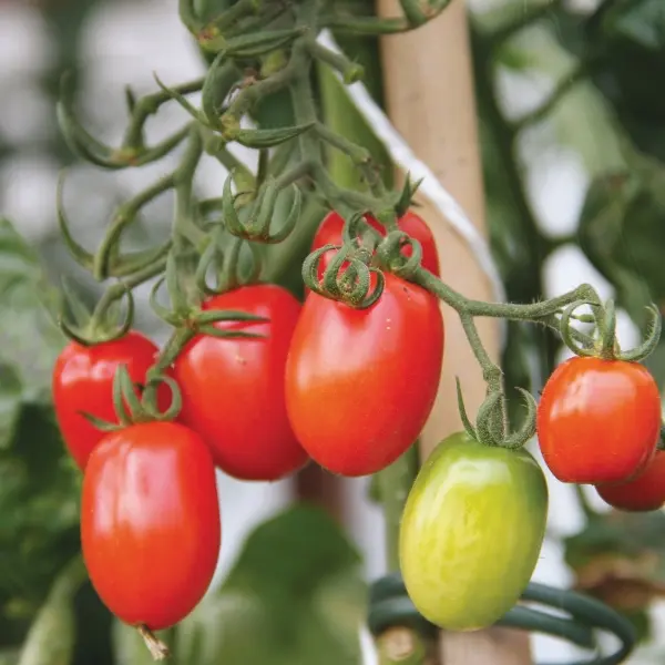 Tomate cerise Tutti Frutti