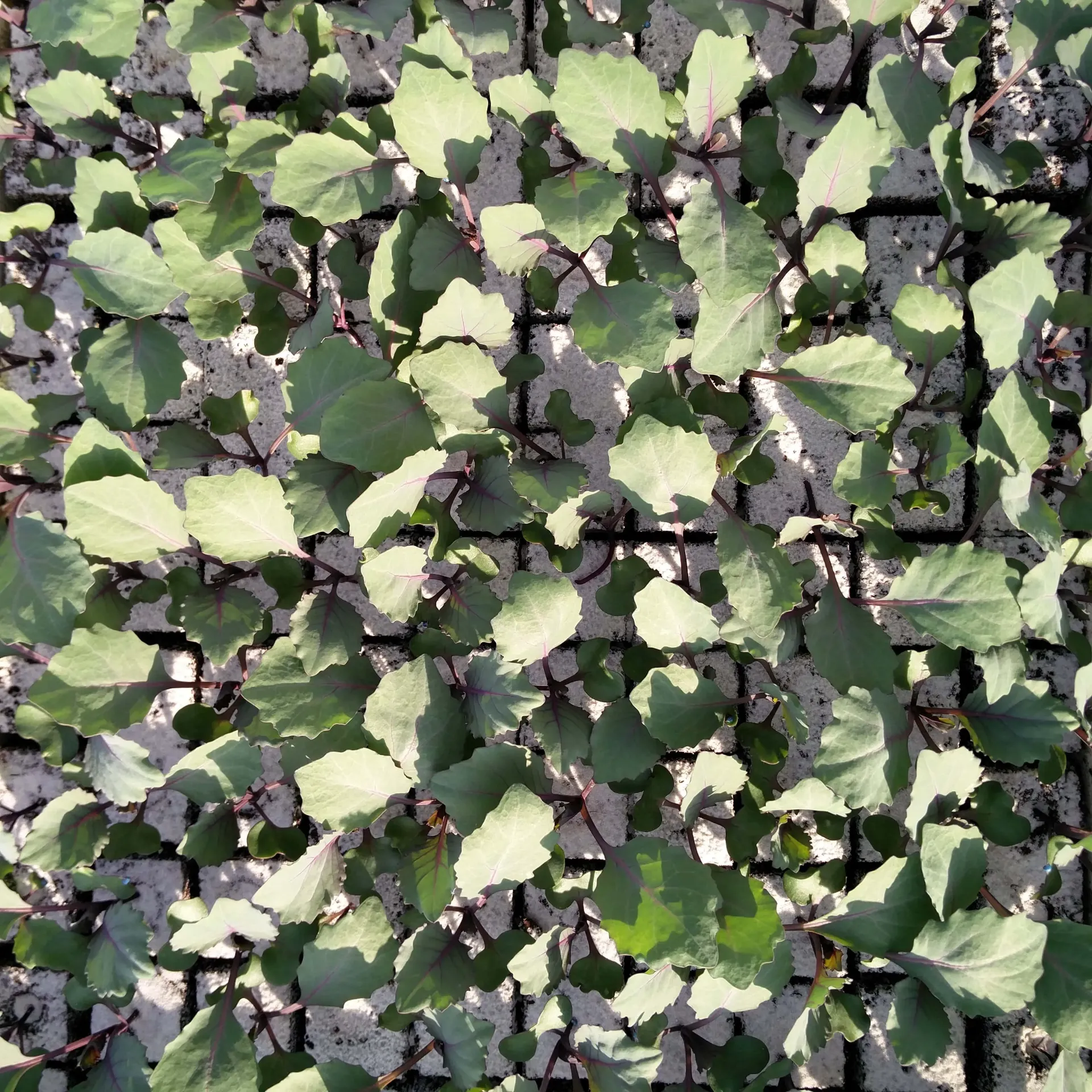 Chou rouge à repiquer (5pc)