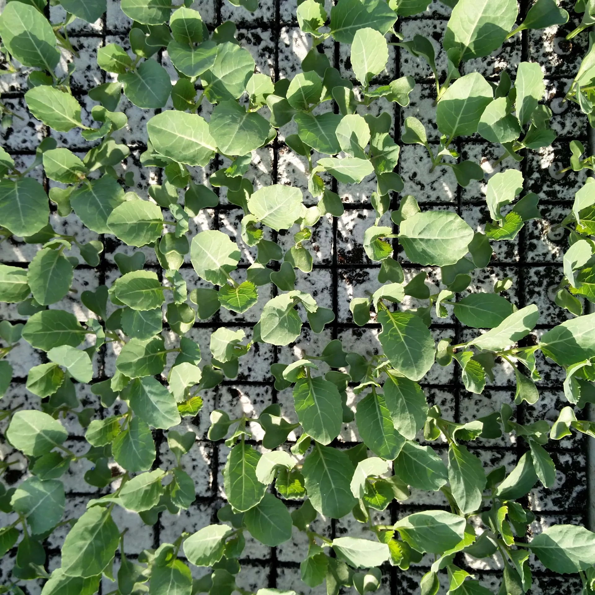 Chou-fleur à repiquer (5pc)