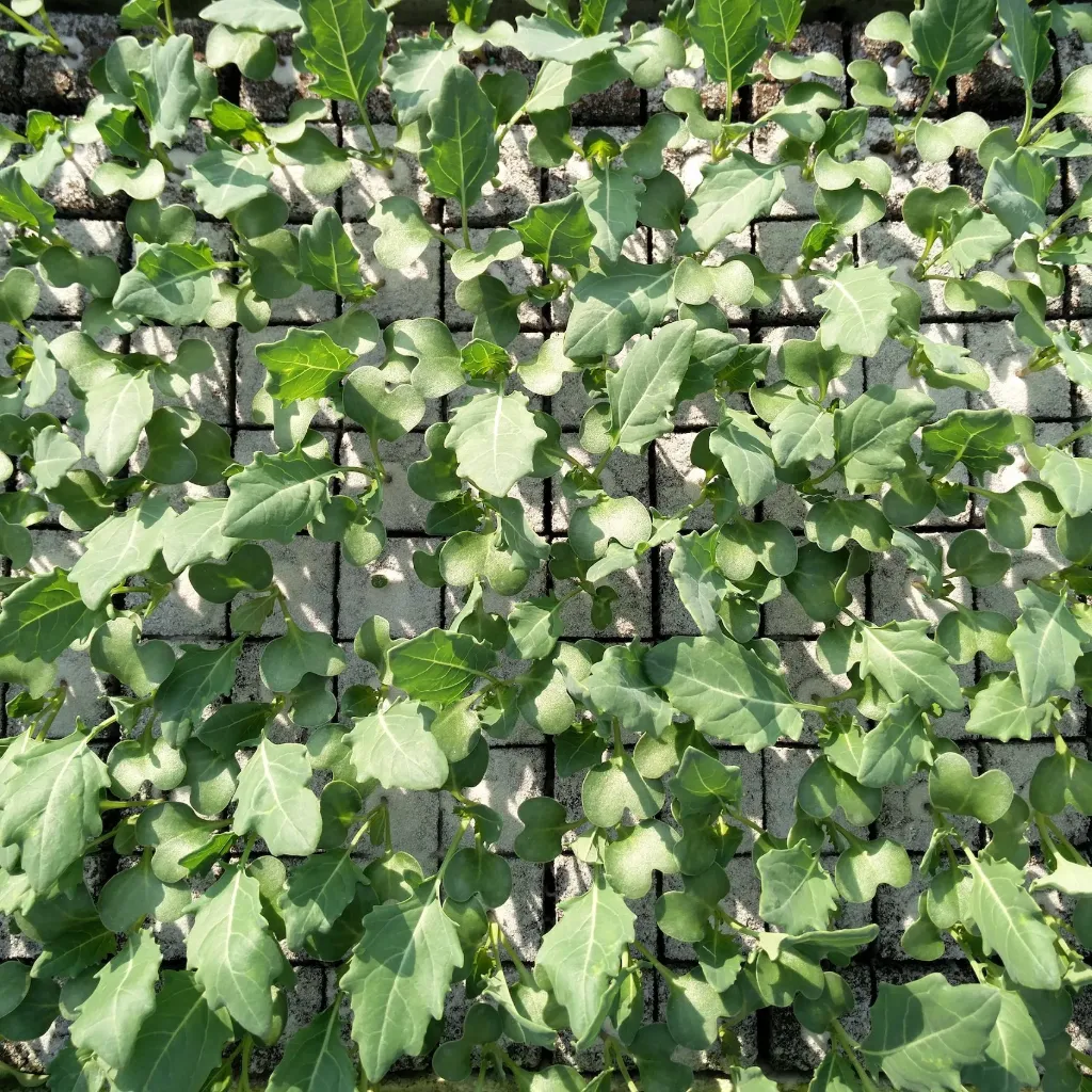 Chou-rave vert à repiquer (5pc)