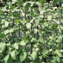 Chou-rave vert à repiquer (5pc)