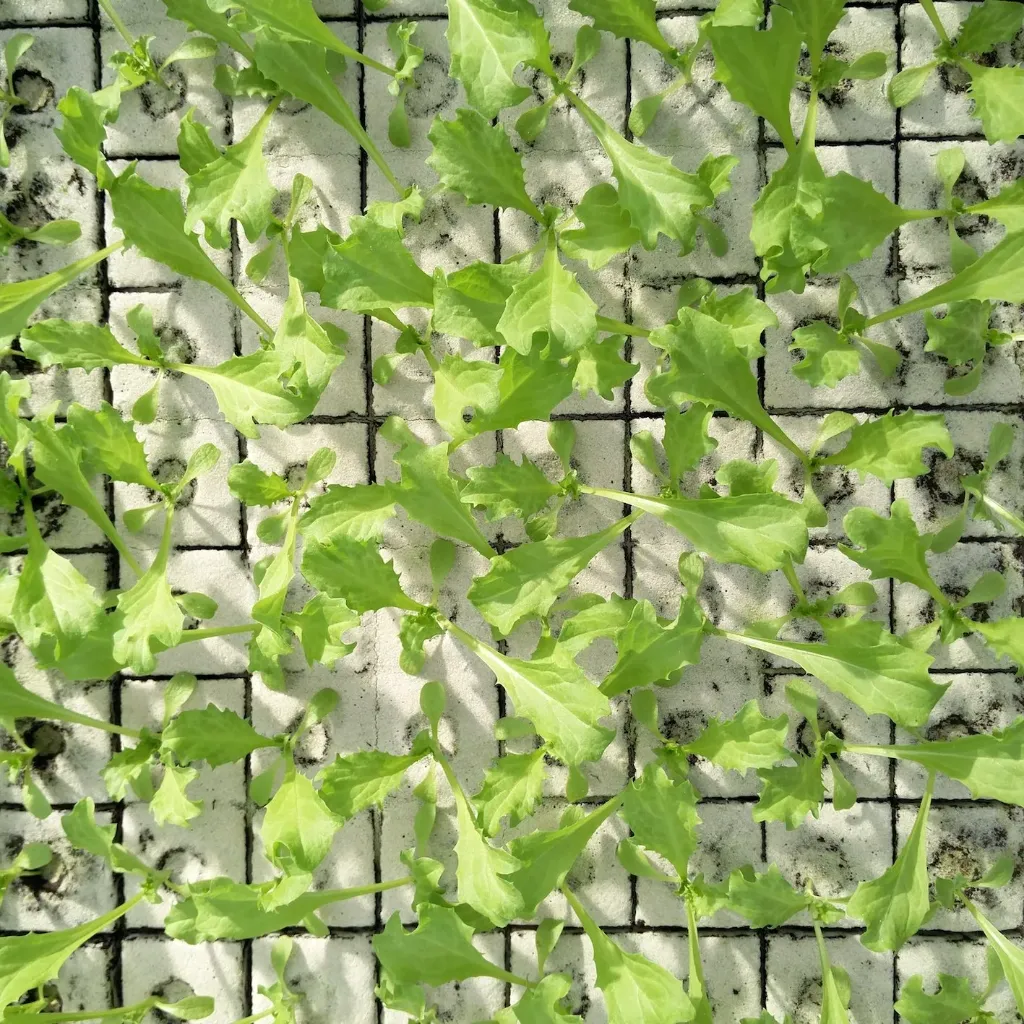 Endive frisée à repiquer (5pc)