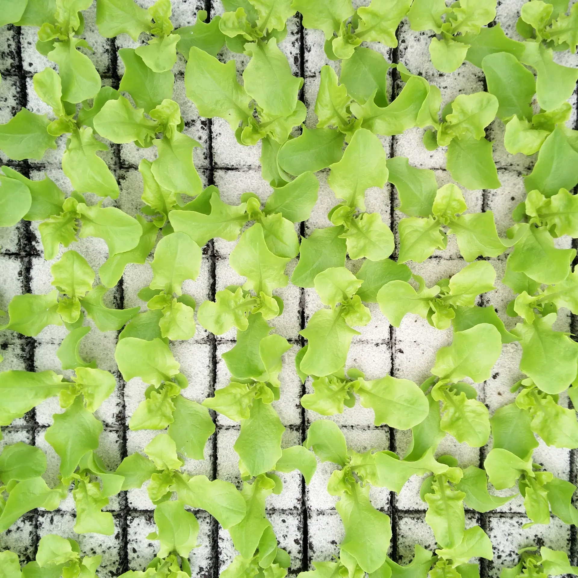 Feuille de chêne verte à repiquer (5pc)