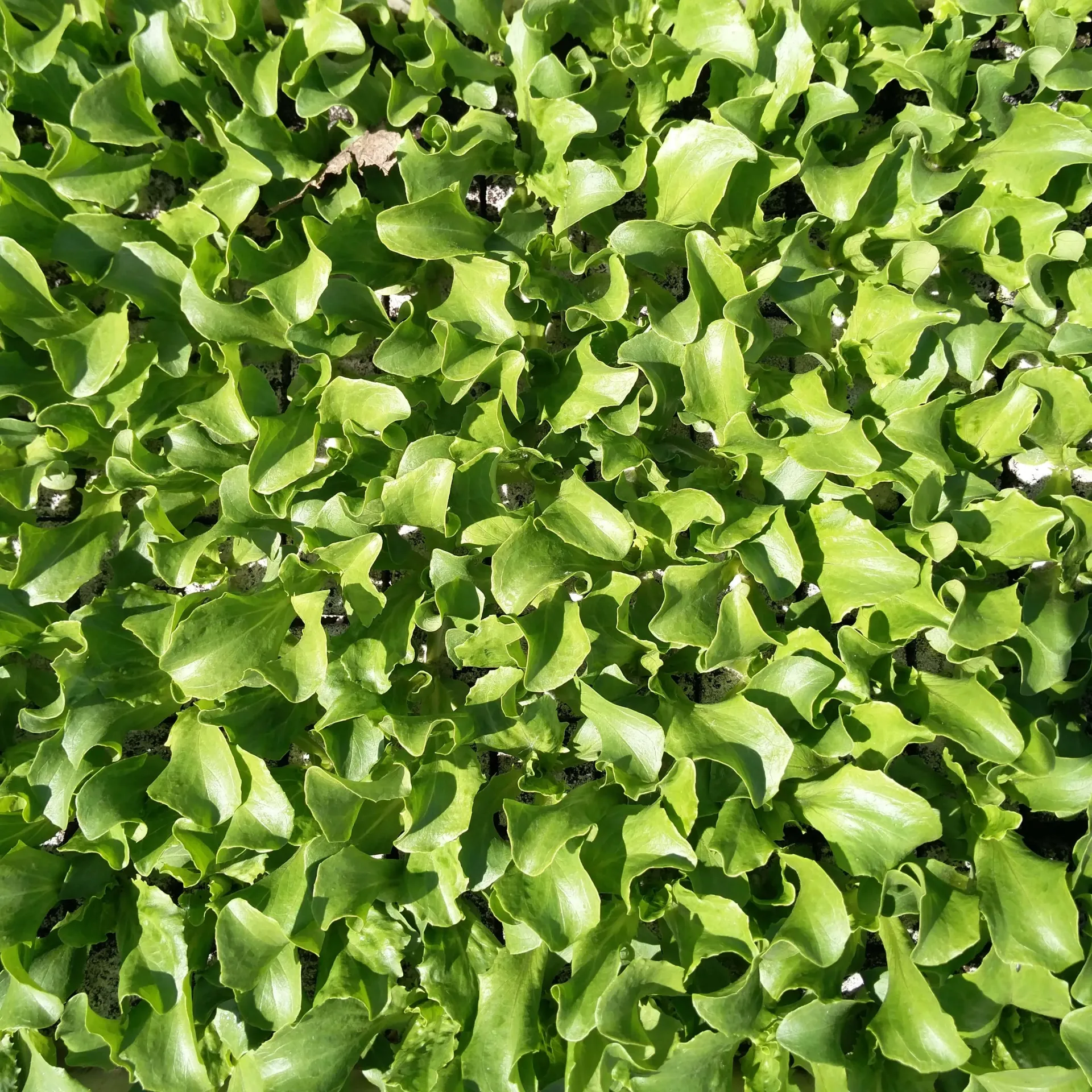 Laitue iceberg à repiquer (5pc)