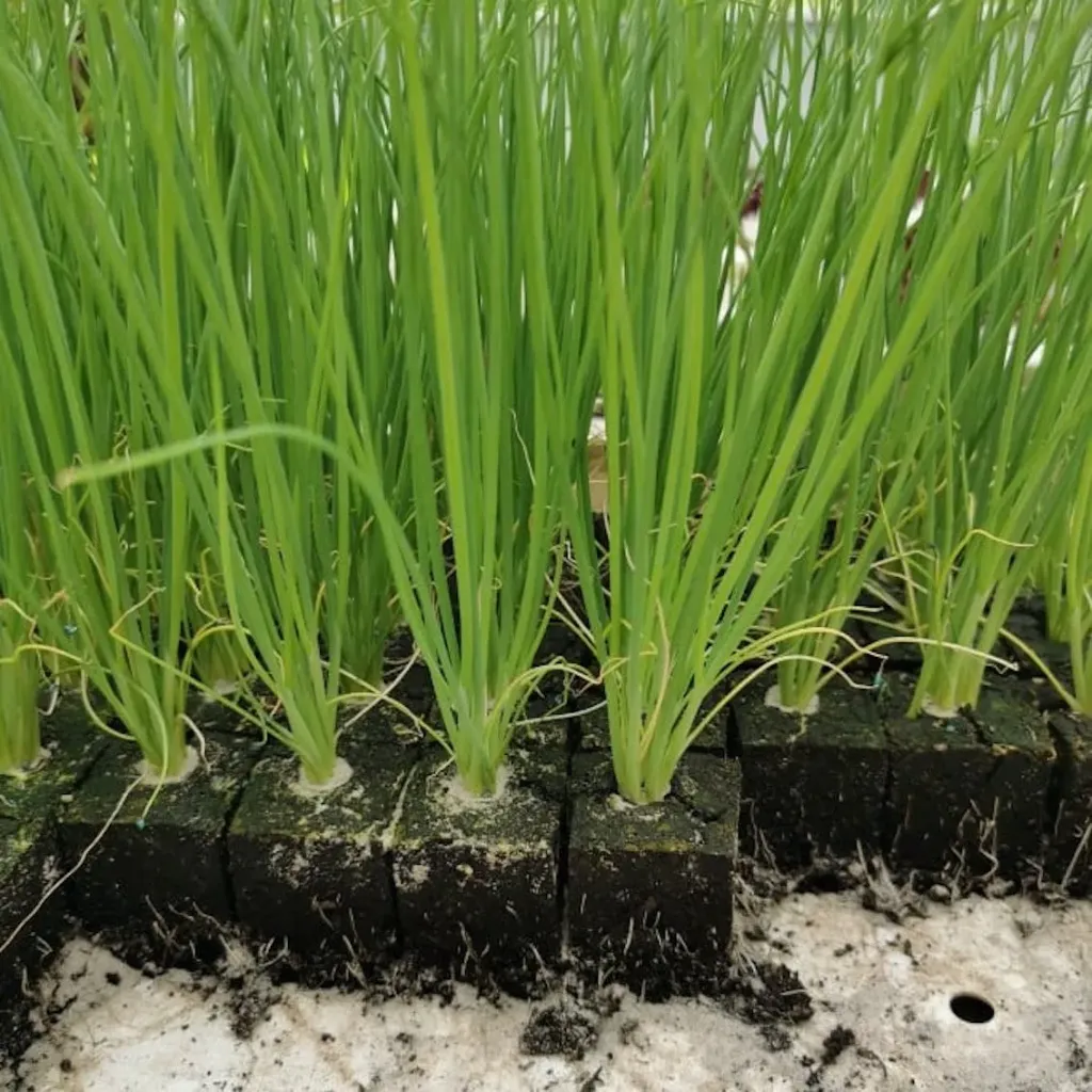 Jeune oignon à repiquer (5pc)