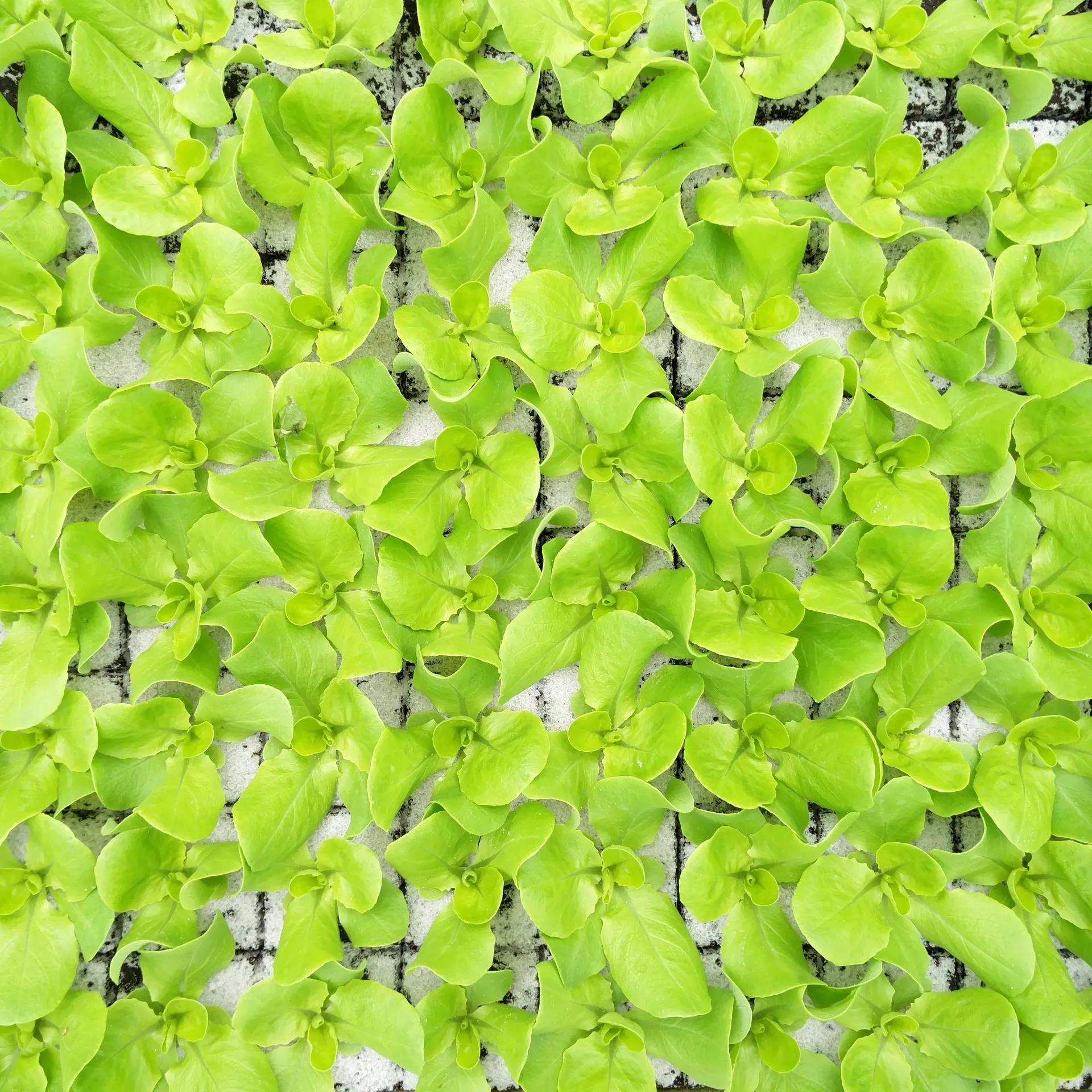 Laitue pommée à repiquer (5pc)