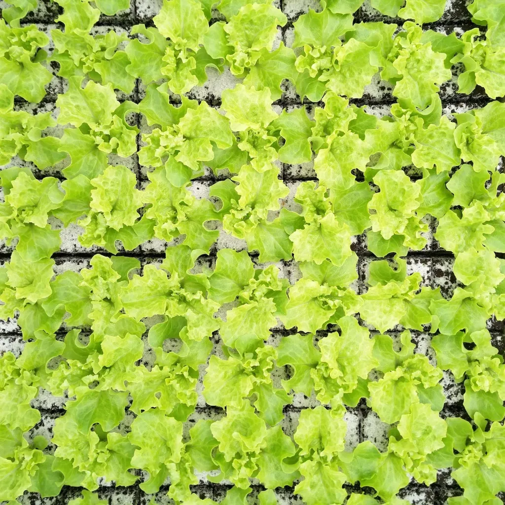 Lollo verte à repiquer (5pc)