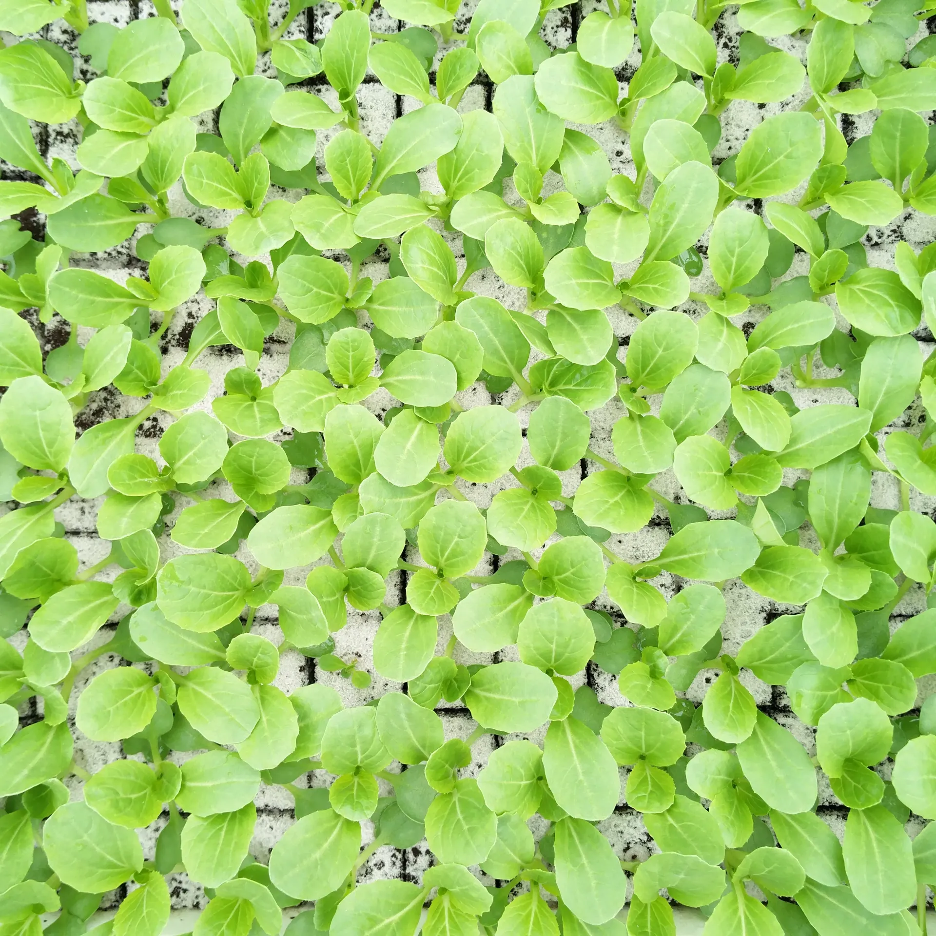 Paksoi à repiquer (5pc)