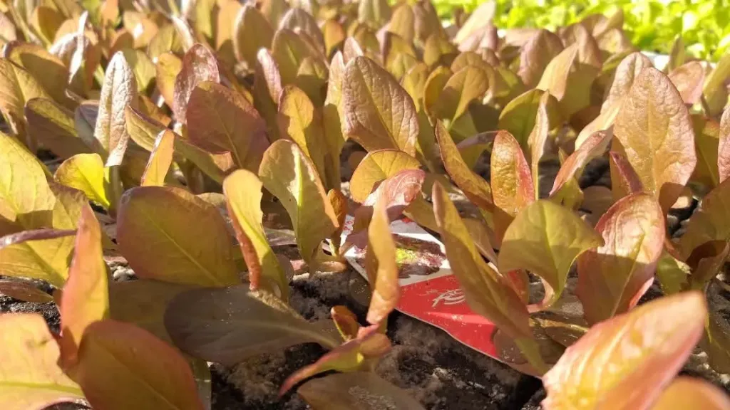 Laitue 4 saison à repiquer (5pc)