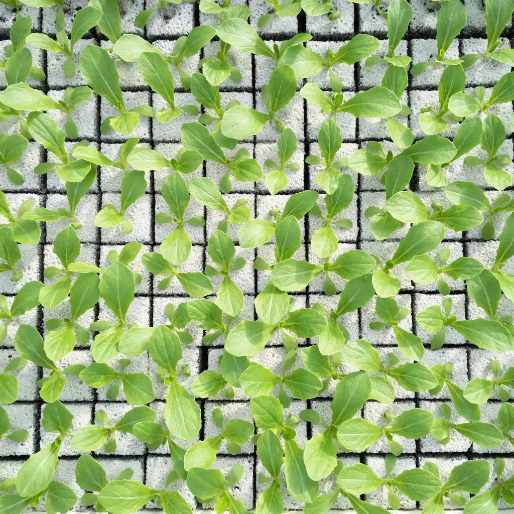 Salade romaine à repiquer (5pc)