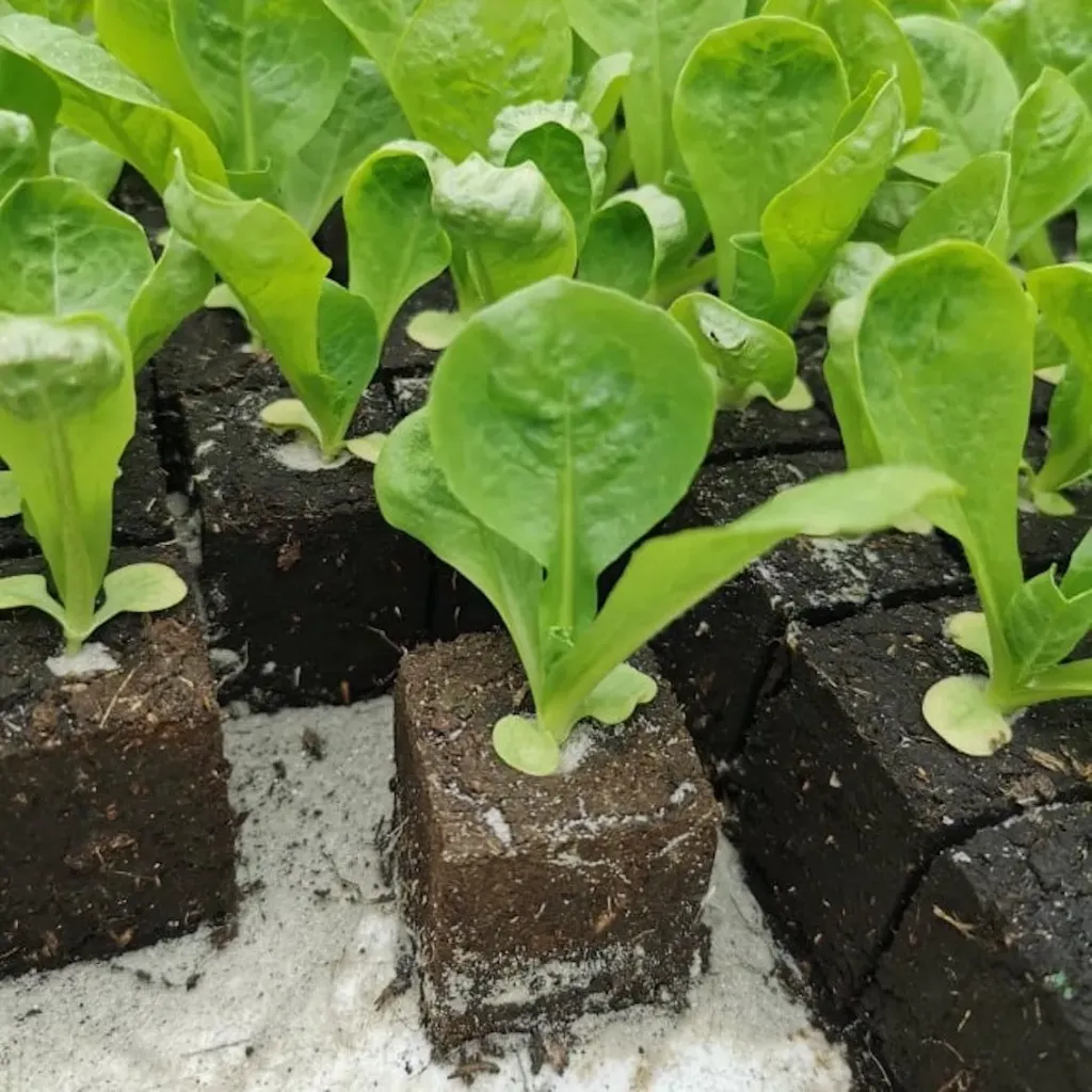 Scarole à repiquer (5pc)