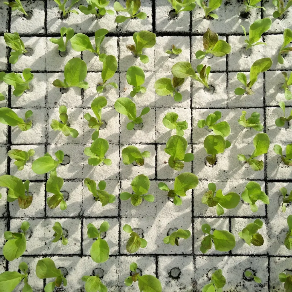 Radicchio à repiquer (5pc)