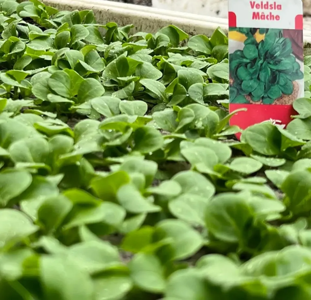 Mache à repiquer (5pc)