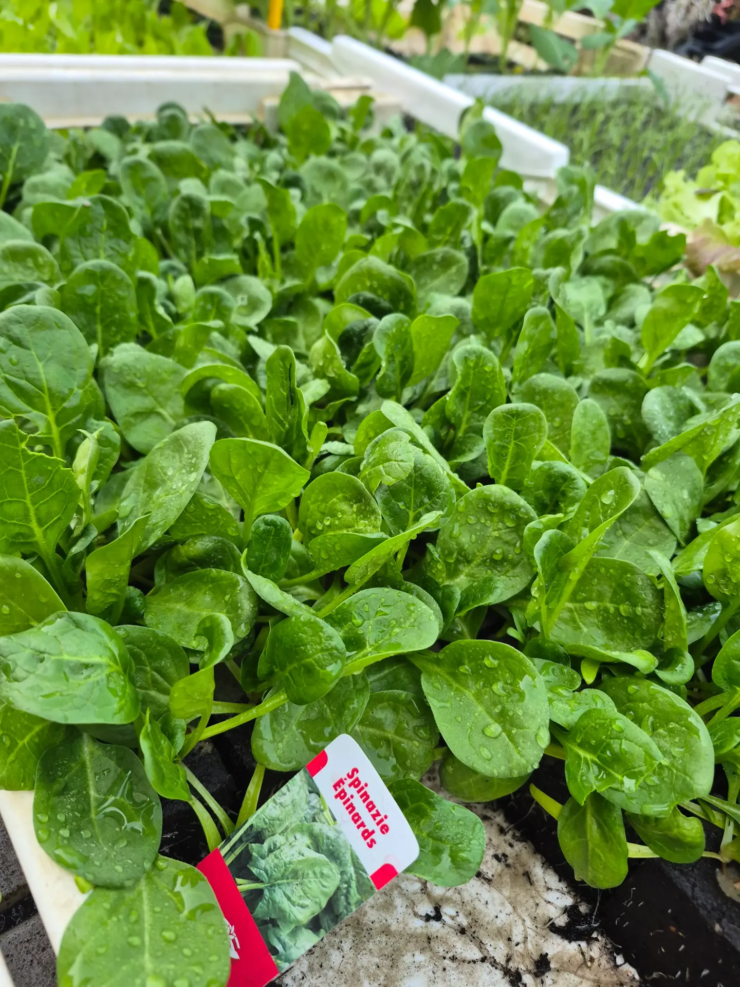 Epinard à repiquer (5pc)