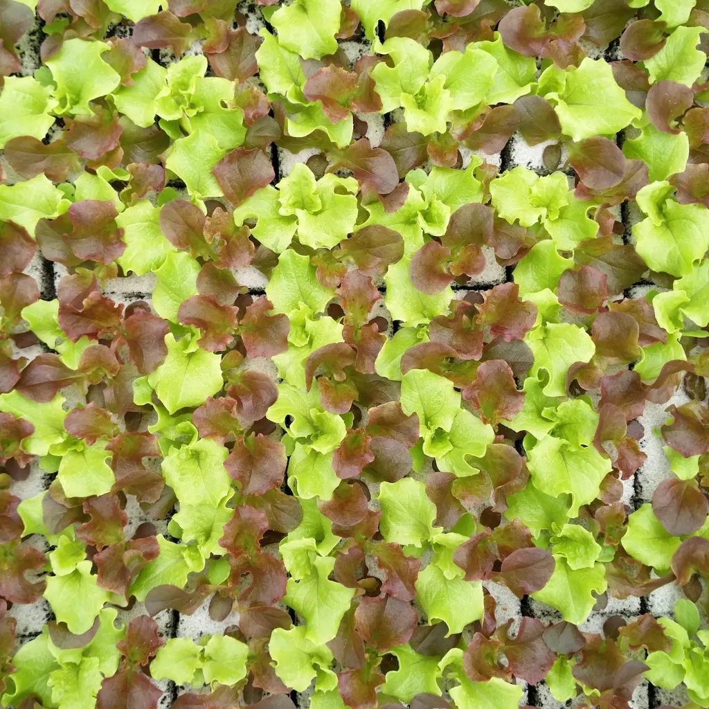 Laitue Trio Mix à repiquer (3pc)