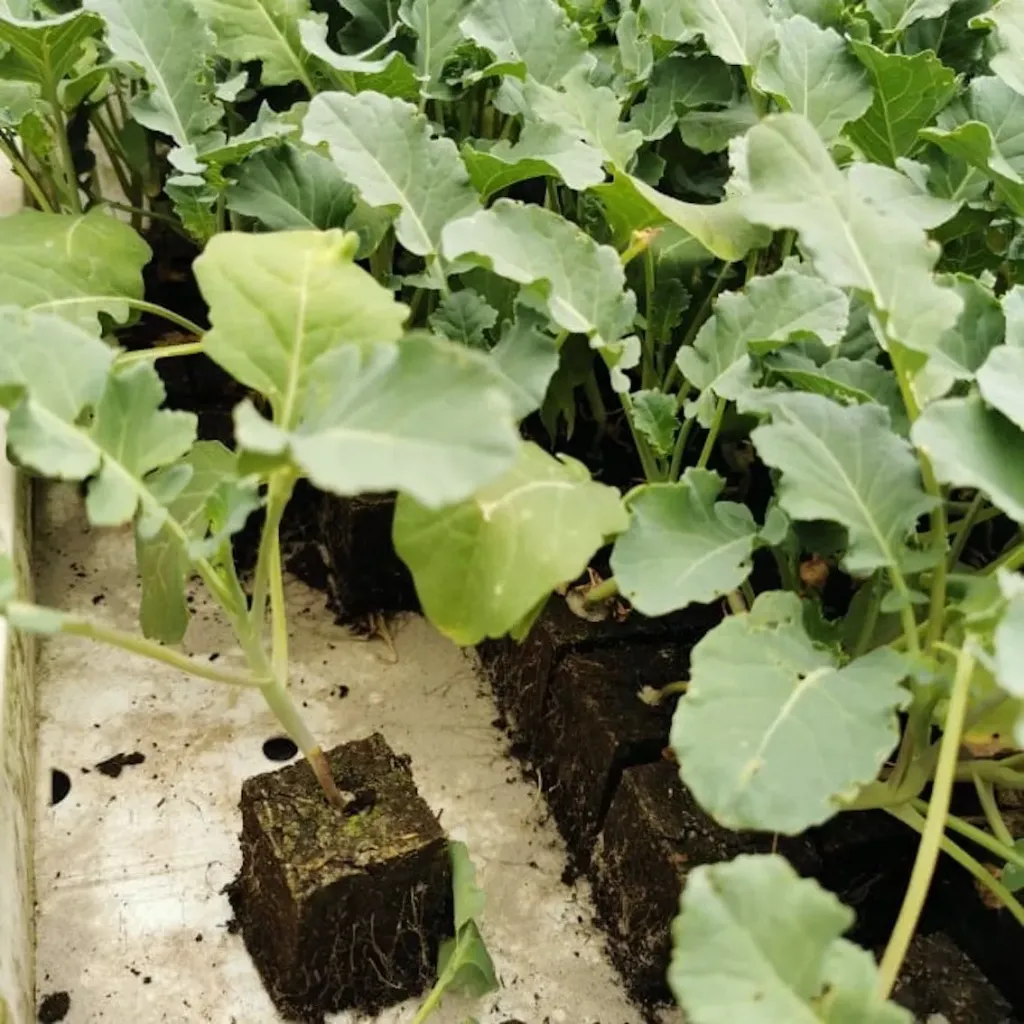 Choux de Bruxelle à repiquer (5pc)