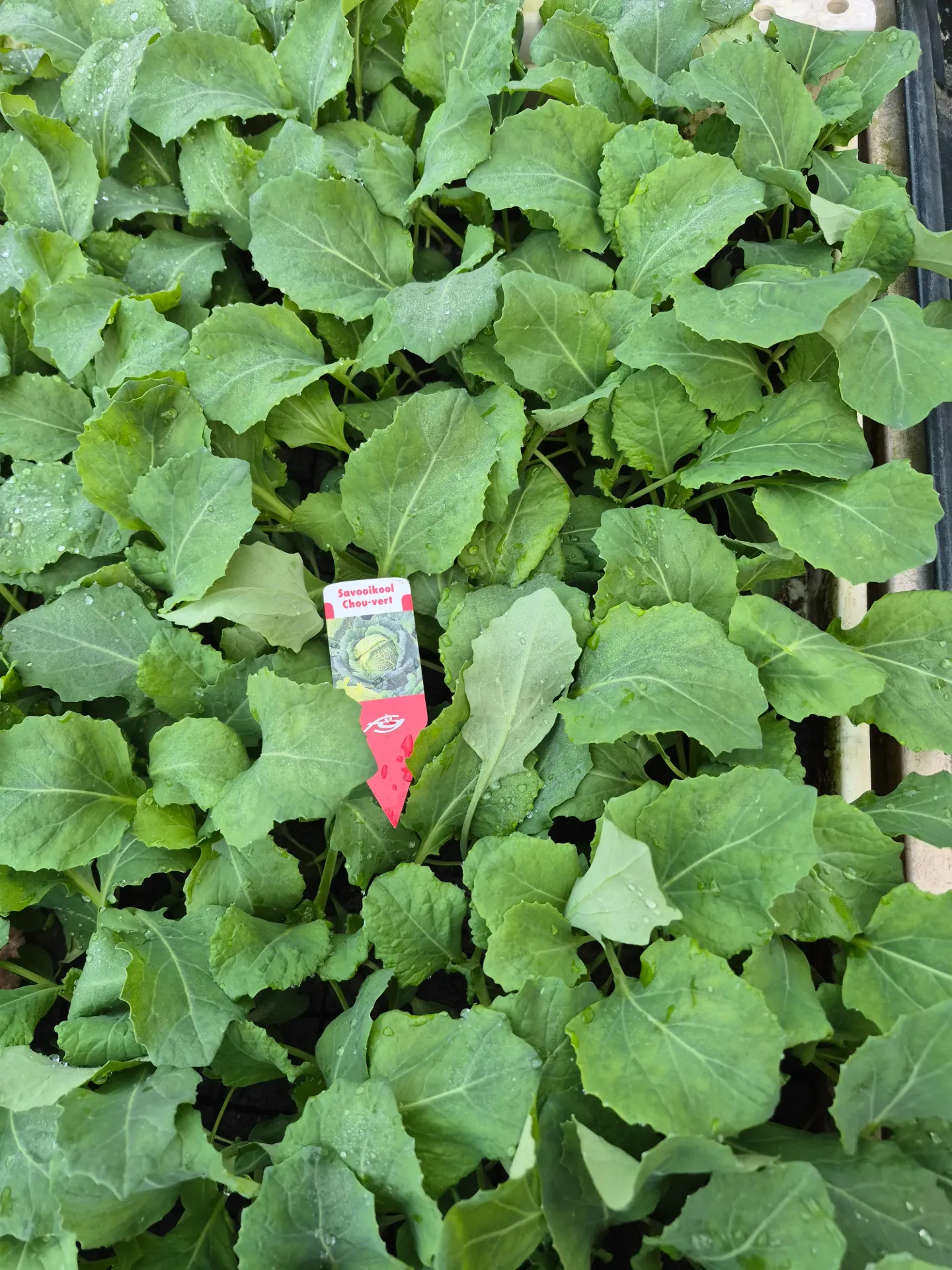 Chou vert à repiquer (5pc)