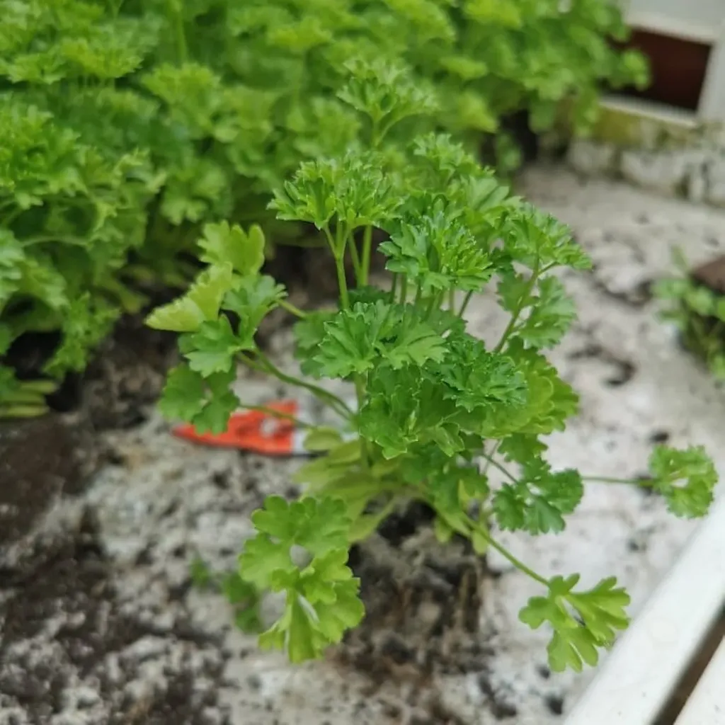 Persil "Plat" Italien à repiquer (5pc)