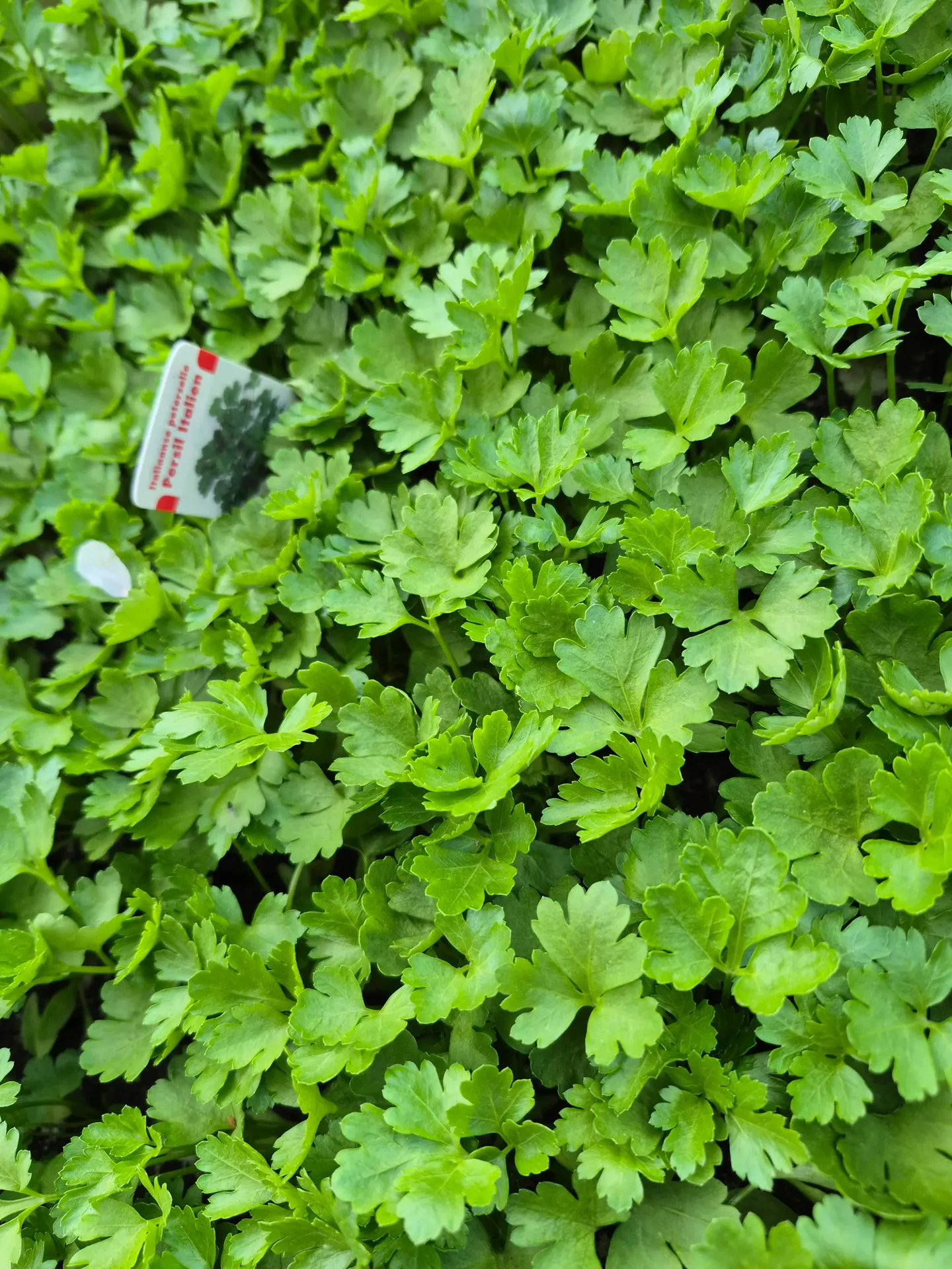 Persil "Plat" Italien à repiquer (5pc)