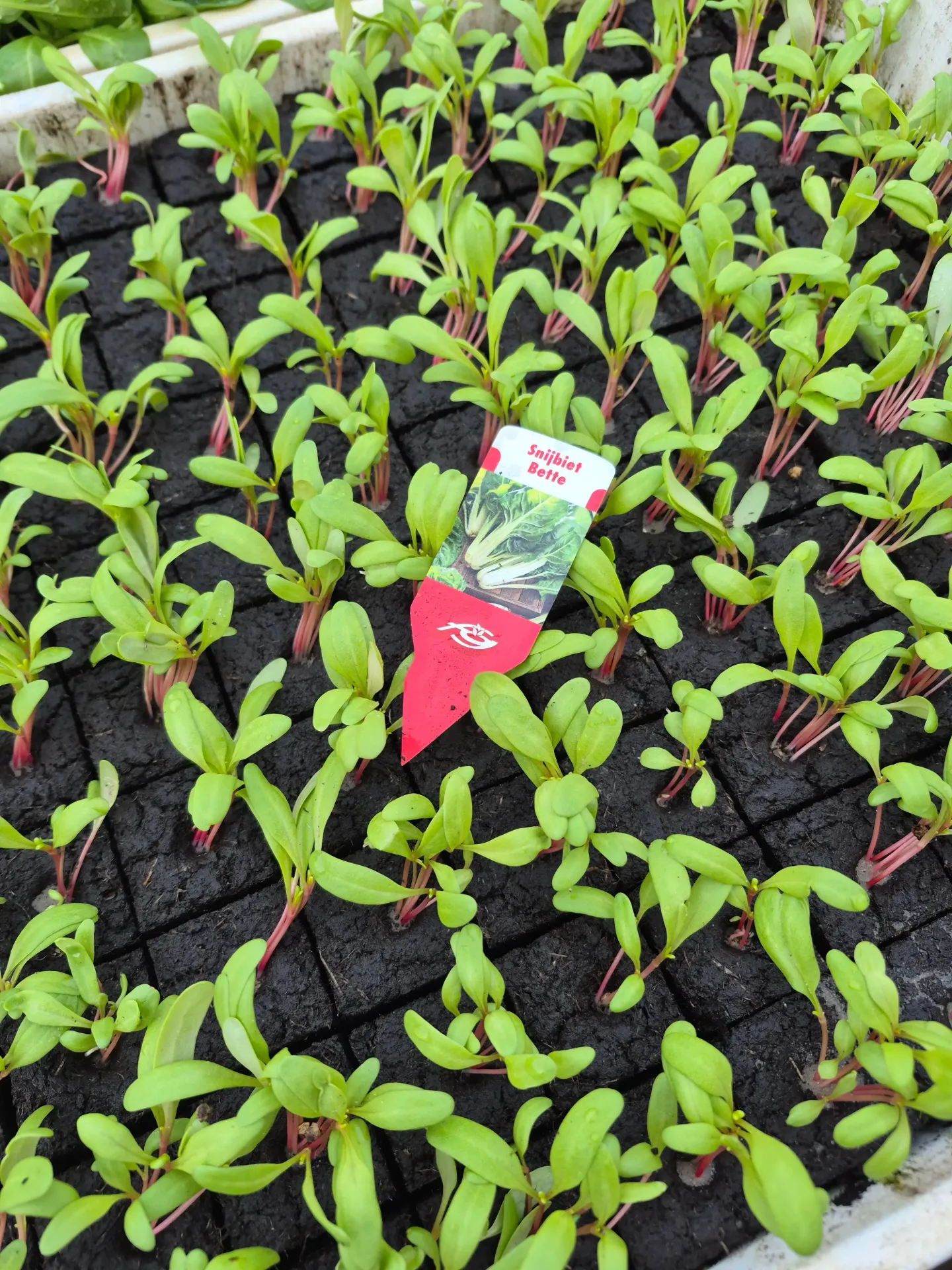 Bettes à repiquer (5pc)