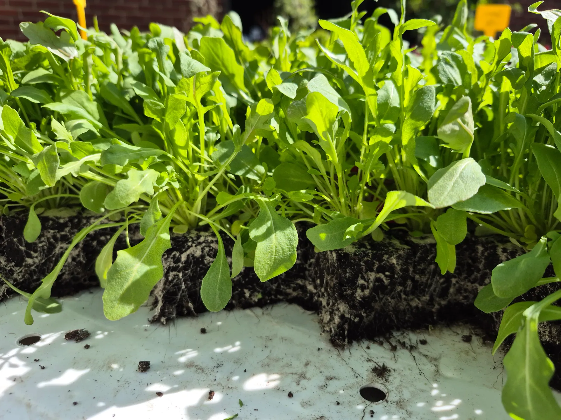 Roquette à repiquer (5pc)