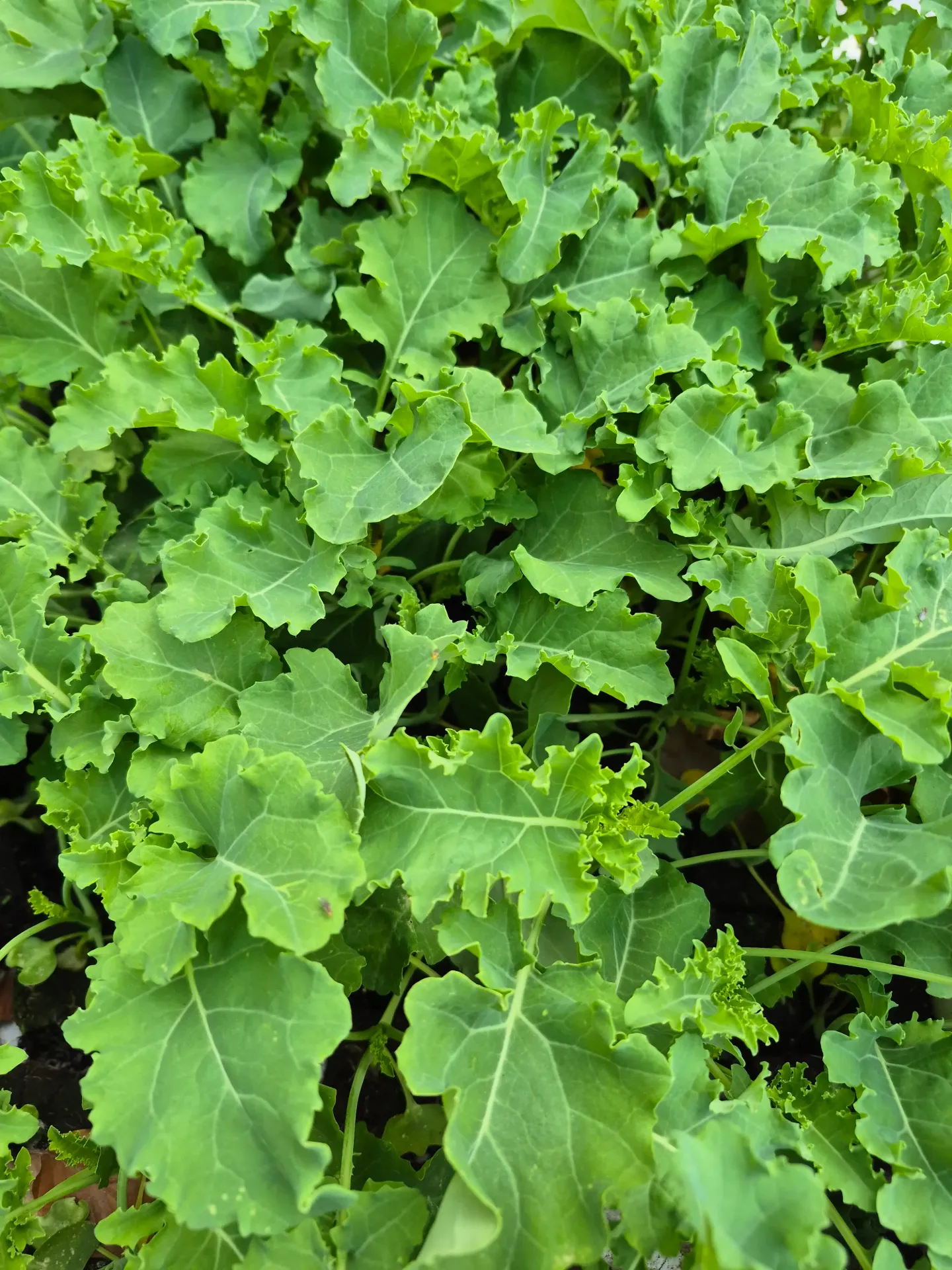 Chou fourrager à repiquer (5pc)