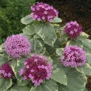 Clerodendrum bungei 'Pink Diamond'®