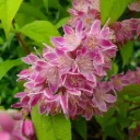 Deutzia h.(x) 'Strawberry Fields'