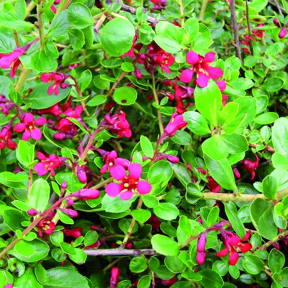 Escallonia 'CF Ball'