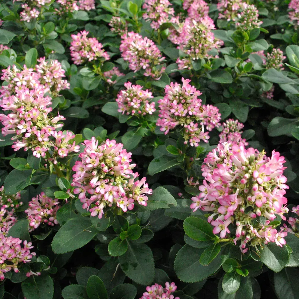 Escallonia laevis 'Pink Elle' ®
